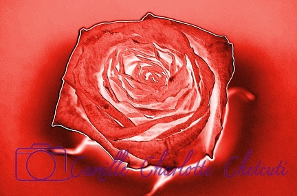 Création Camille Charlotte Chetcuti