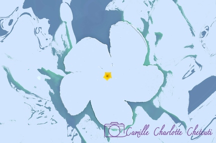 Création Camille Charlotte Chetcuti