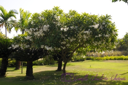 Arbres