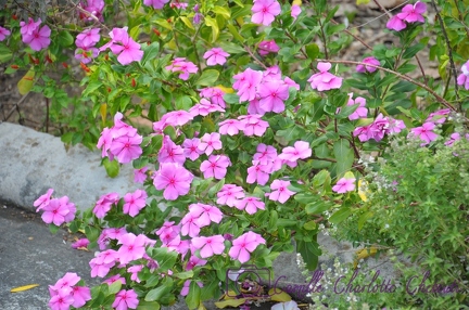 Fleurs
