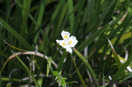 Fleurs