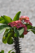 Fleurs