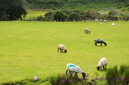 Irlande