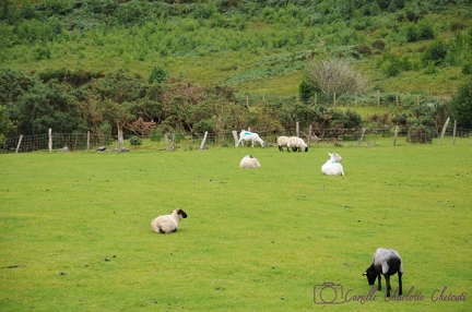 Irlande