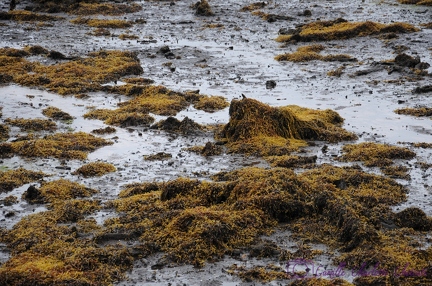 Irlande