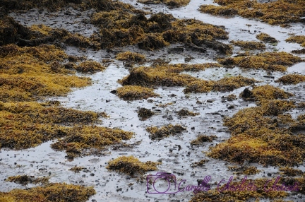 Irlande
