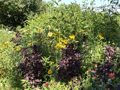 Jardins de Claude Monet