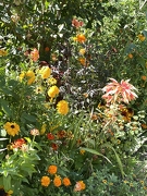 Jardins de Claude Monet